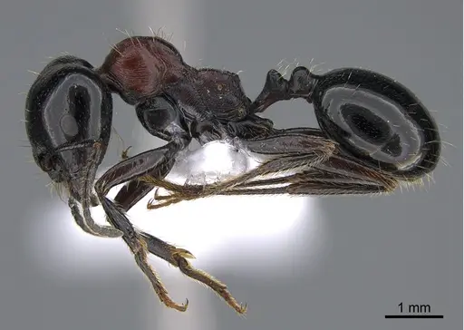 Messor syriacus - CASENT0923728