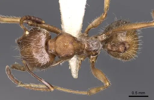 Messor testaceus specimen