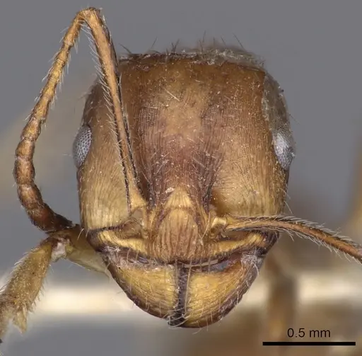 Messor testaceus specimen