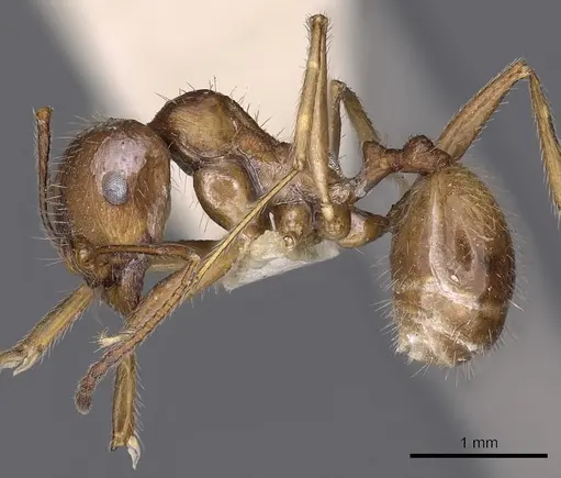 Messor testaceus specimen