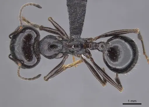 Messor timidus specimen