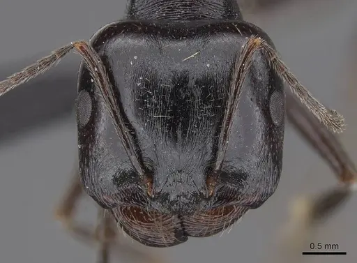 Messor timidus specimen