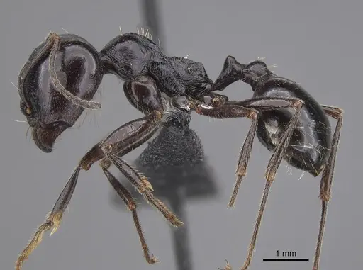 Messor timidus specimen