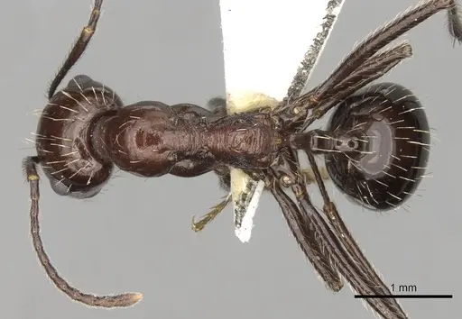 Messor tropicorum specimen