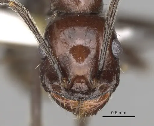 Messor tropicorum specimen