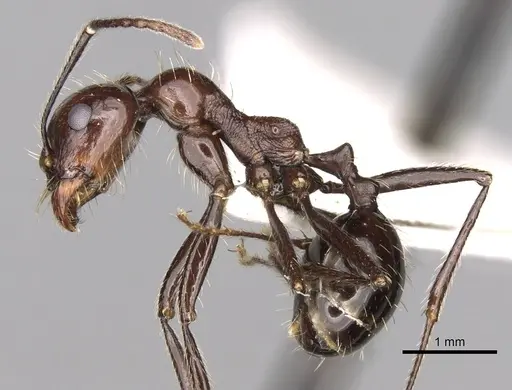 Messor tropicorum specimen