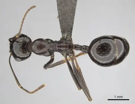 Messor tropicorum - CASENT0813036