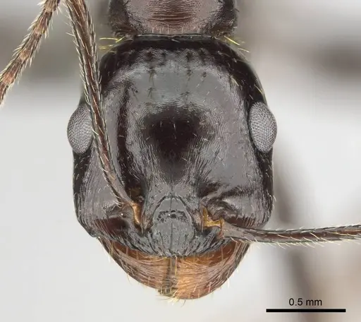 Messor tropicorum - CASENT0813036