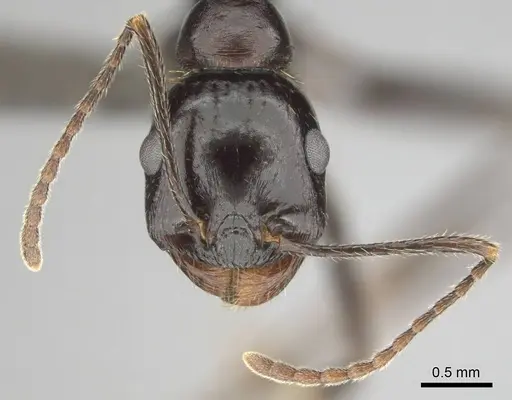 Messor tropicorum - CASENT0813036