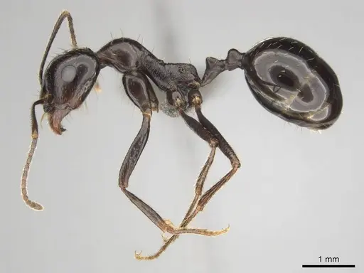 Messor tropicorum - CASENT0813036