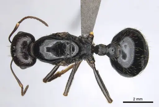 Messor tropicorum - CASENT0813037