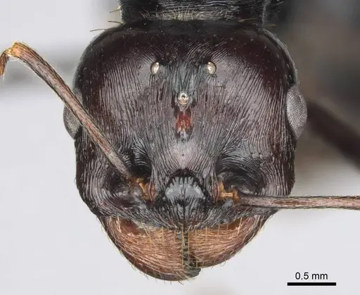 Messor tropicorum - CASENT0813037