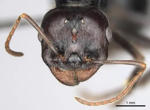 Messor tropicorum - CASENT0813037