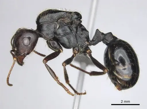 Messor tropicorum - CASENT0813037