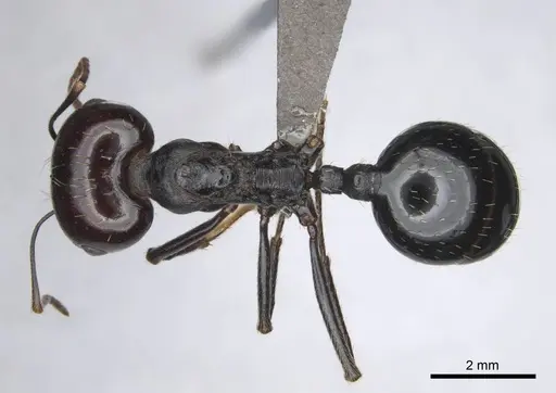 Messor tropicorum - CASENT0813038