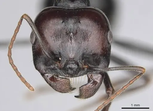 Messor tropicorum - CASENT0813038