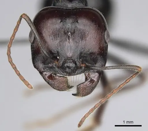 Messor tropicorum - CASENT0813038