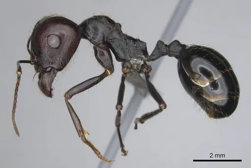 Messor tropicorum - CASENT0813038
