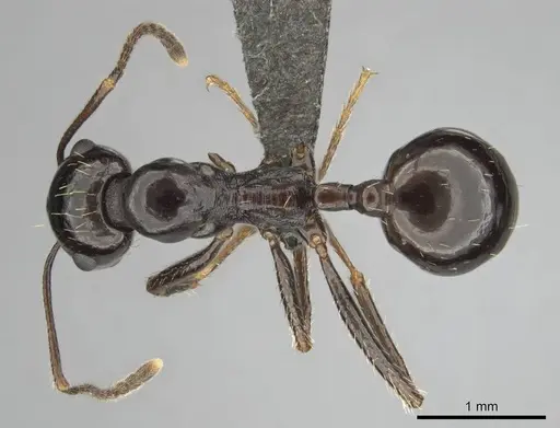 Messor tropicorum - CASENT0813039