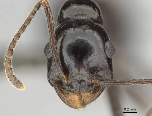 Messor tropicorum - CASENT0813039