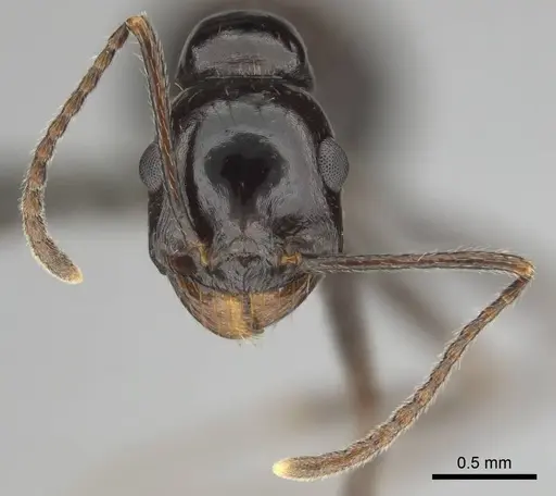 Messor tropicorum - CASENT0813039