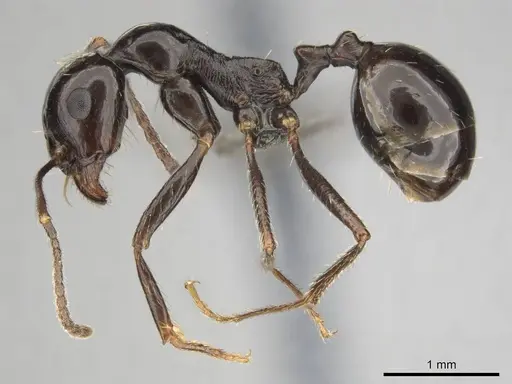 Messor tropicorum - CASENT0813039