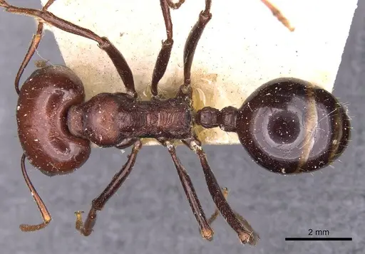 Messor tropicorum - CASENT0907717