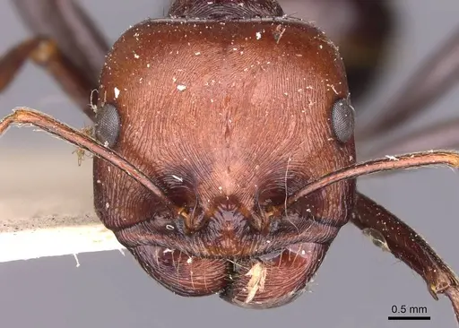 Messor tropicorum - CASENT0907717