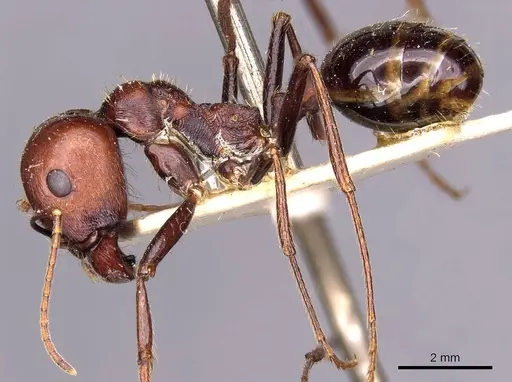 Messor tropicorum - CASENT0907717