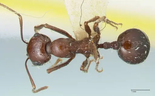 Messor tropicorum - FOCOL1280