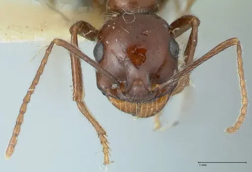 Messor tropicorum - FOCOL1280