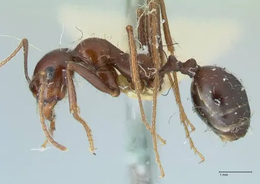 Messor tropicorum - FOCOL1280