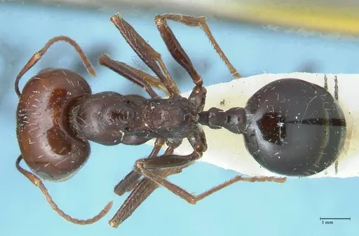 Messor tropicorum - FOCOL1281