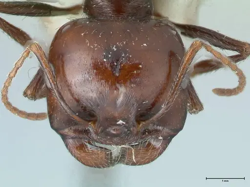 Messor tropicorum - FOCOL1281