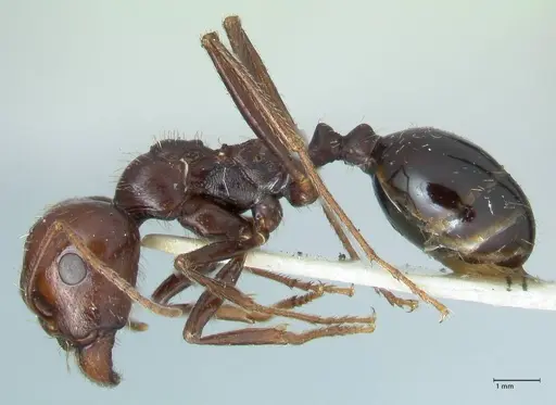 Messor tropicorum - FOCOL1281