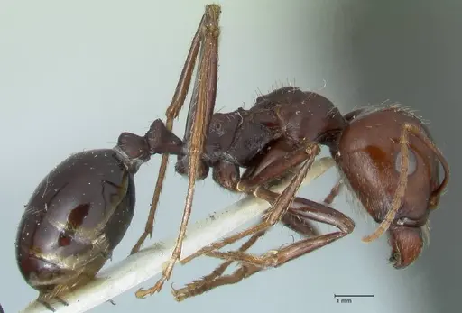 Messor tropicorum - FOCOL1281