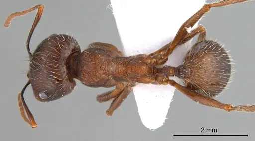 Messor turcmenochorassanicus specimen
