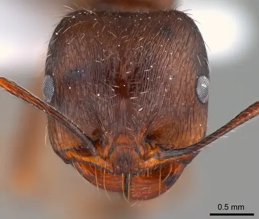 Messor turcmenochorassanicus specimen