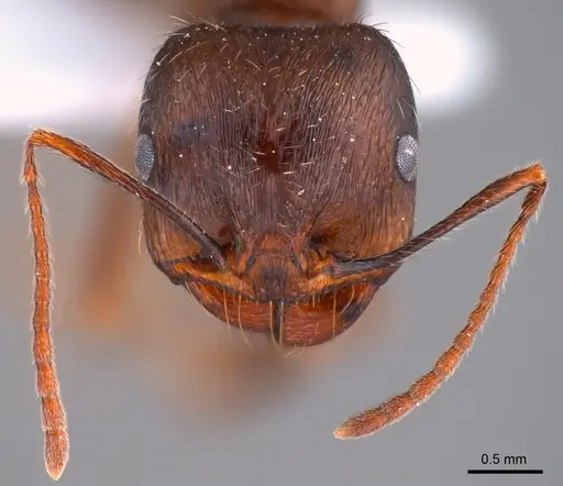 Messor turcmenochorassanicus specimen