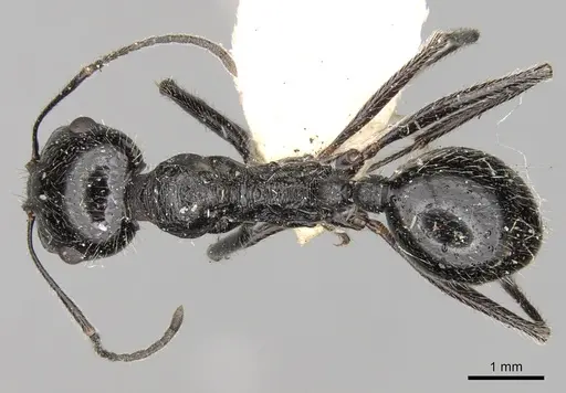 Messor variabilis specimen