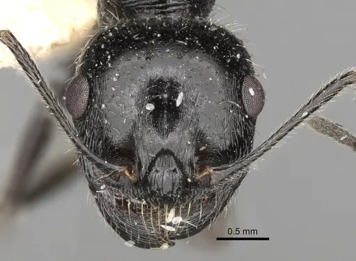 Messor variabilis specimen