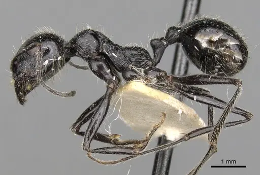 Messor variabilis specimen
