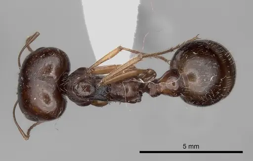 Messor vaucheri specimen