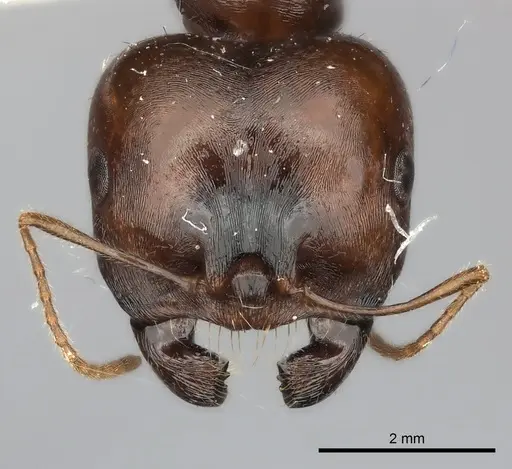 Messor vaucheri specimen