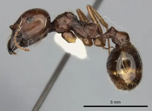 Messor vaucheri specimen