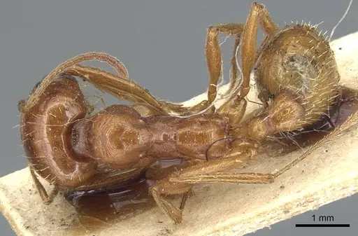 Messor vaucheri - CASENT0904143