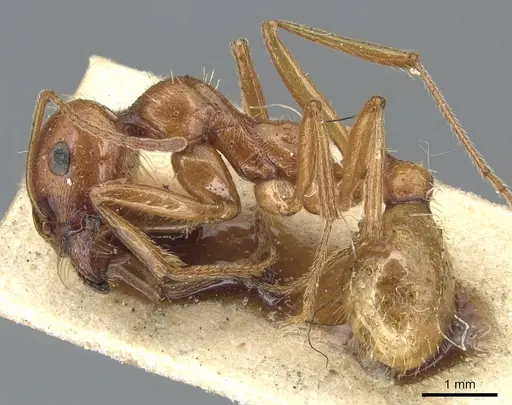 Messor vaucheri - CASENT0904143