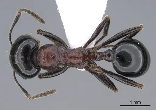 Messor veneris specimen
