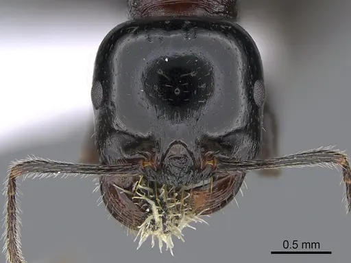 Messor veneris specimen