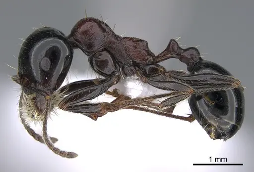 Messor veneris specimen